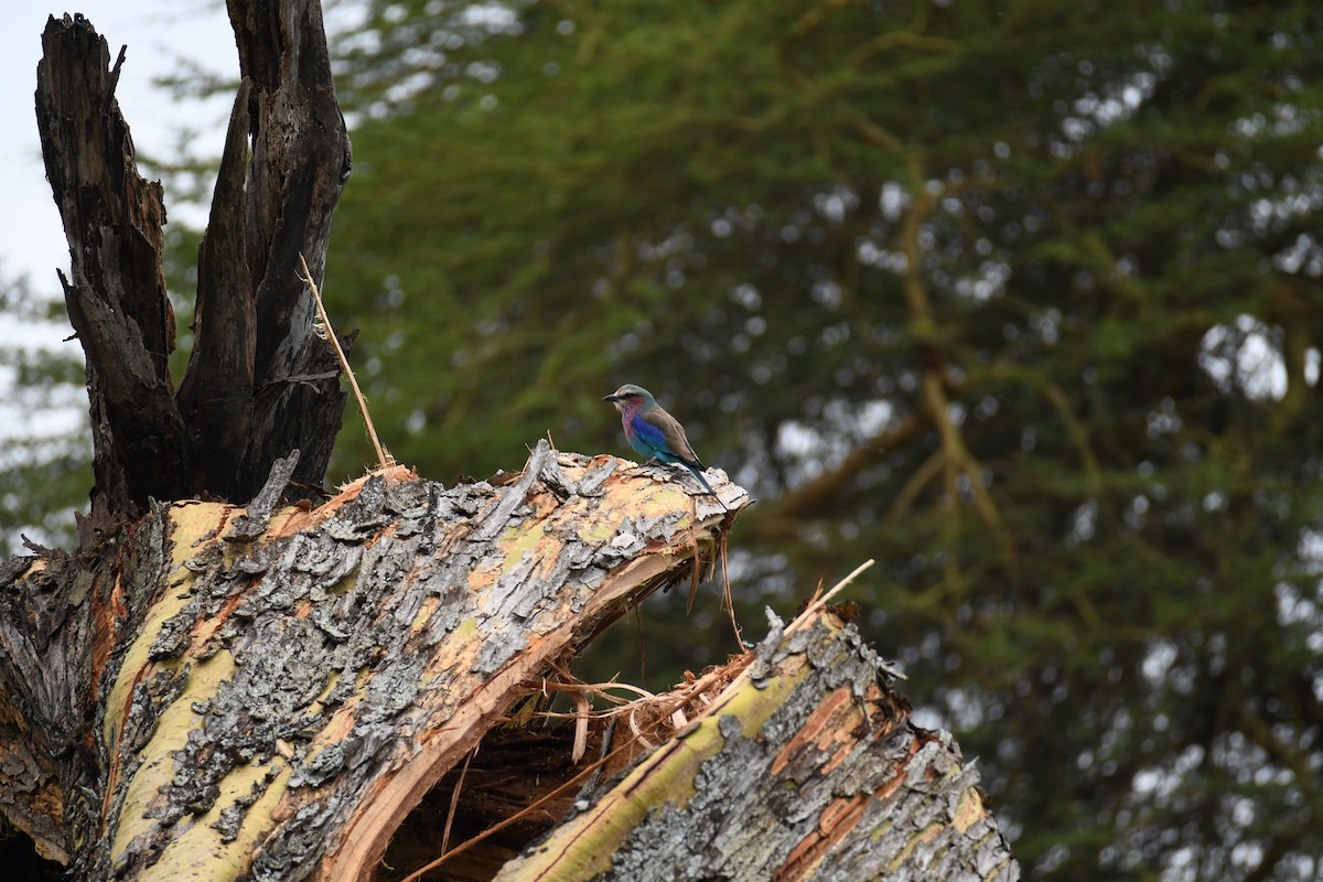 Lilac-breasted Roller - ML614227371