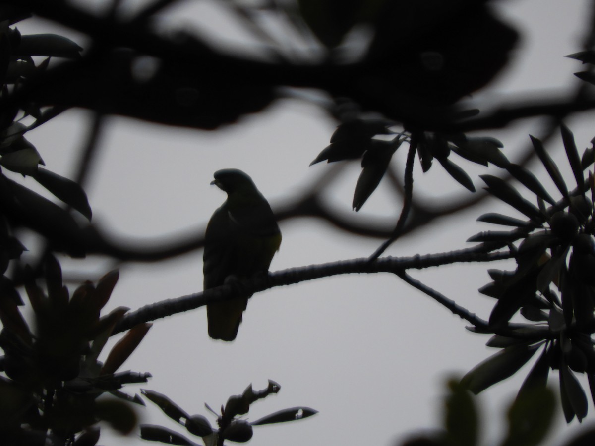 Cloven-feathered Dove - ML614227725