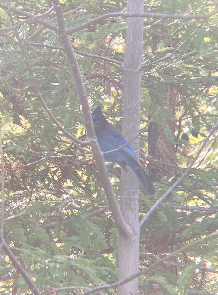 Steller's Jay - Caleb Catto