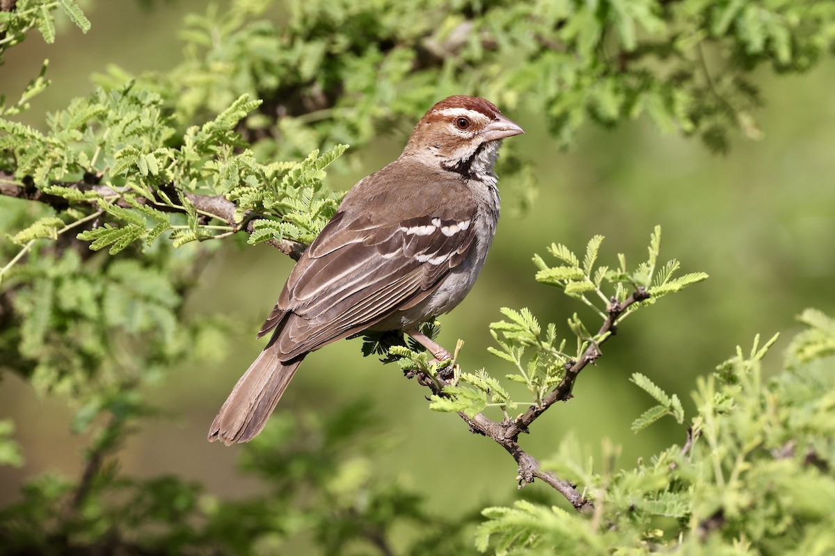 Chestnut-crowned Sparrow-Weaver - ML614227797