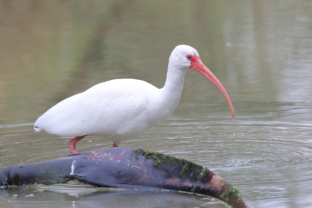 ibis bílý - ML614227908