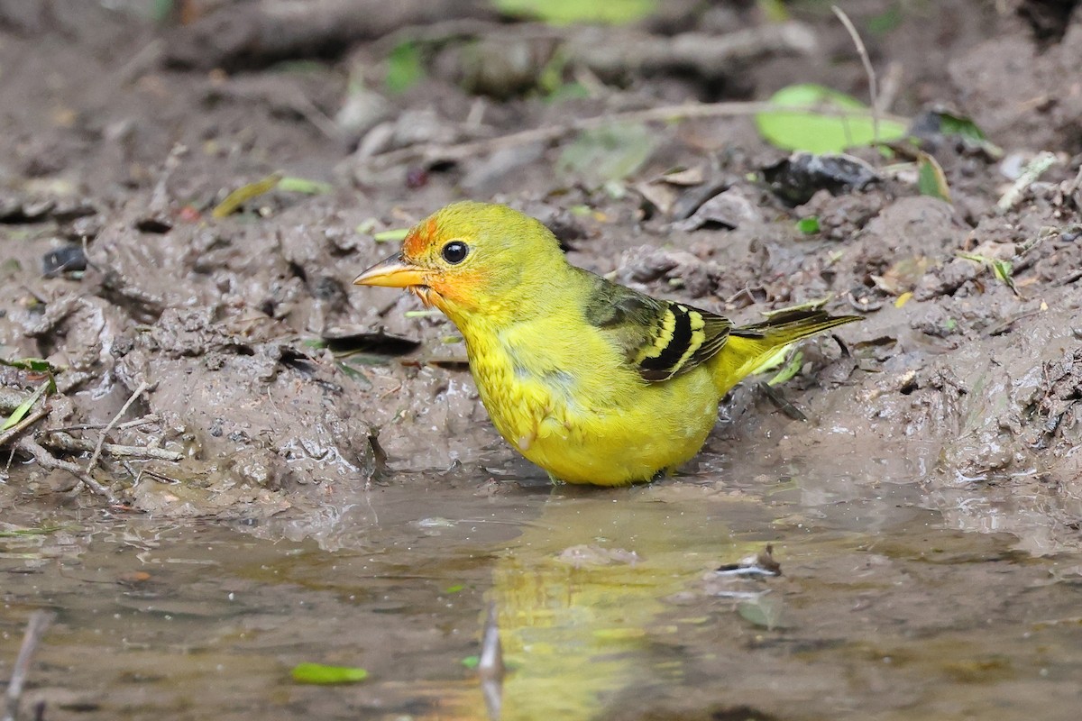 Western Tanager - David Disher