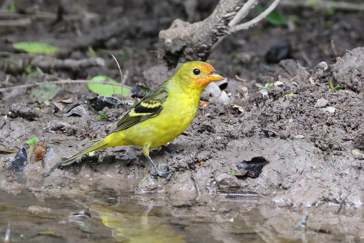 Western Tanager - ML614228112