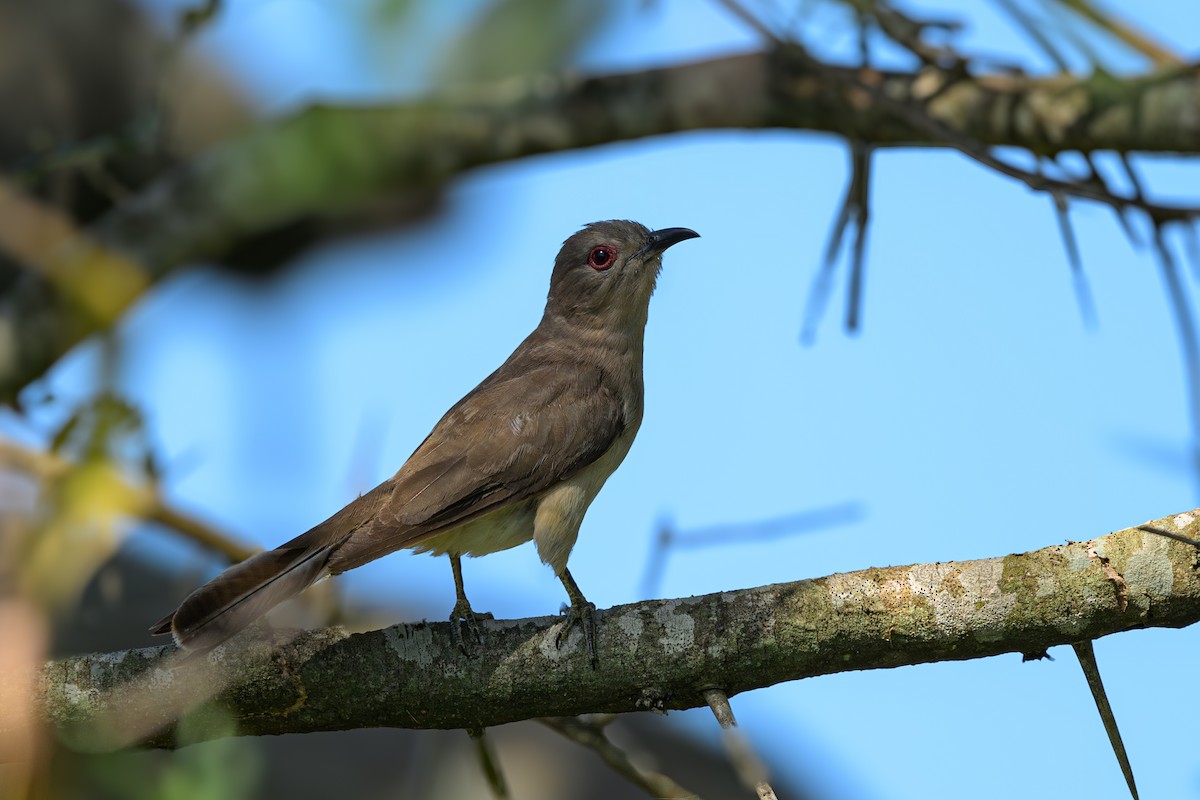Ash-colored Cuckoo - Fernando Saravia