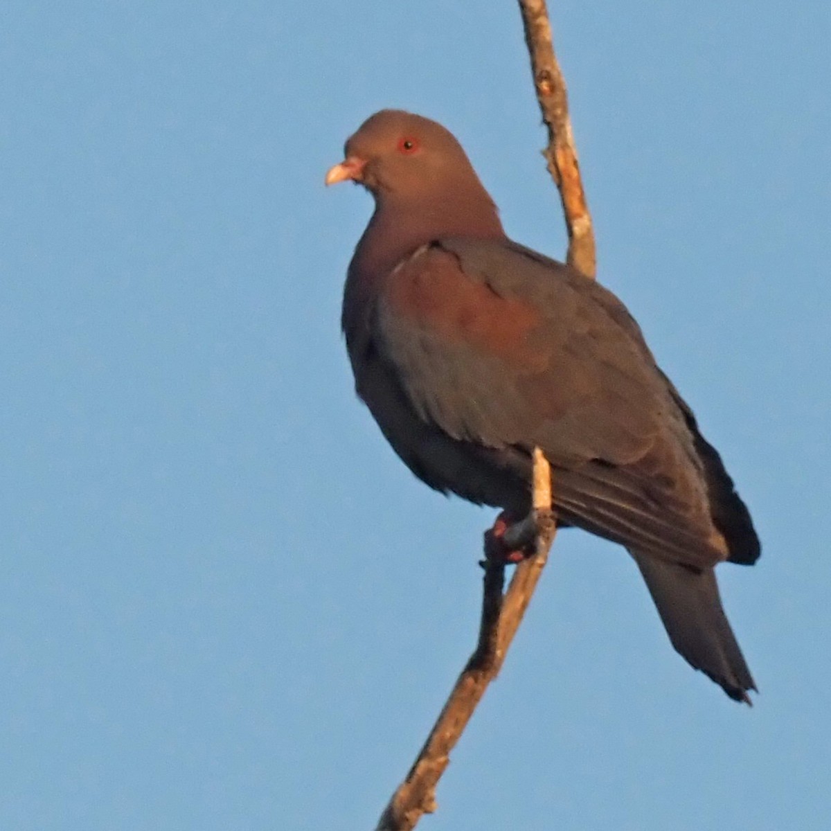 Red-billed Pigeon - ML614228260