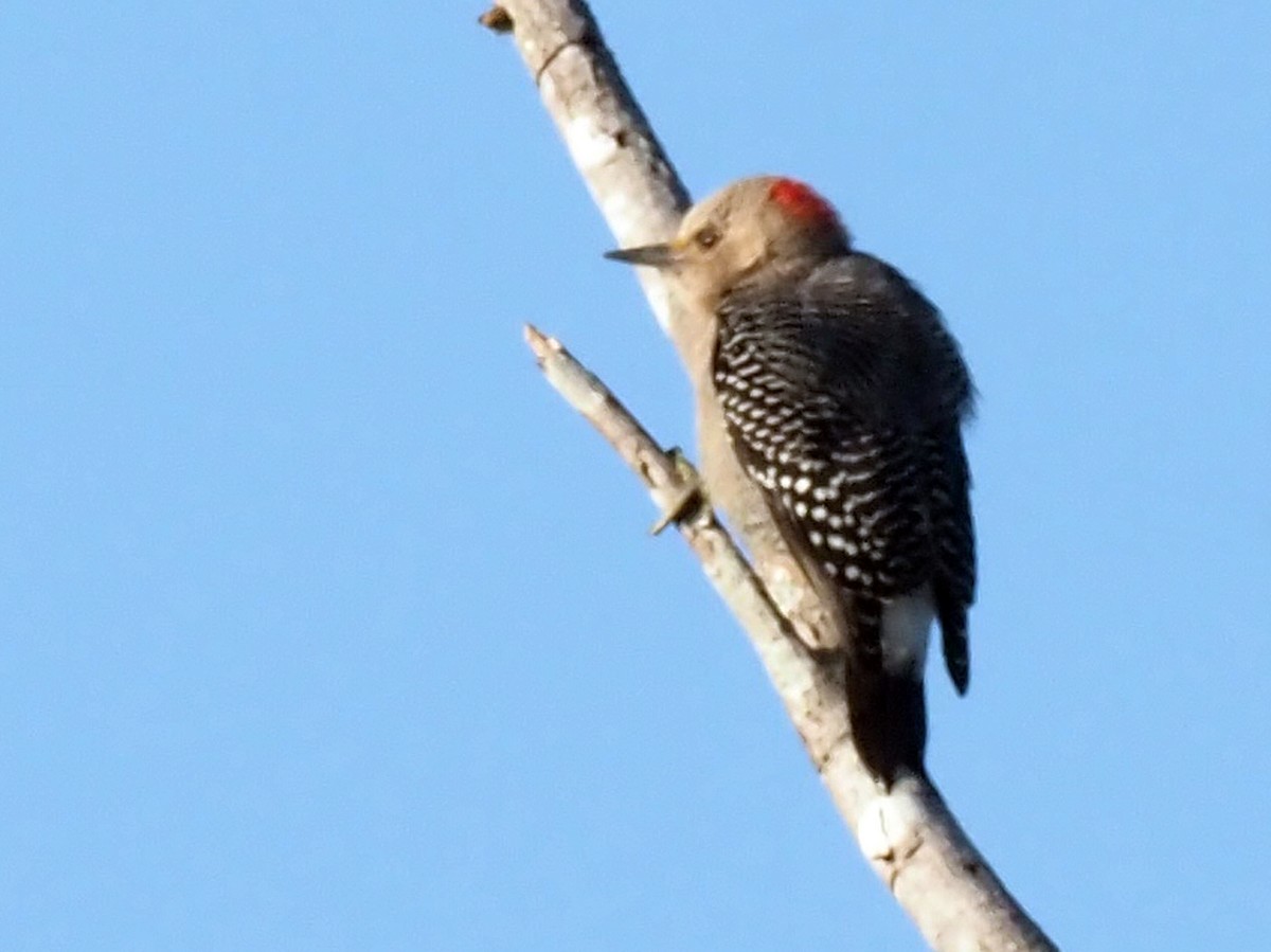 Yucatan Woodpecker - ML614228312