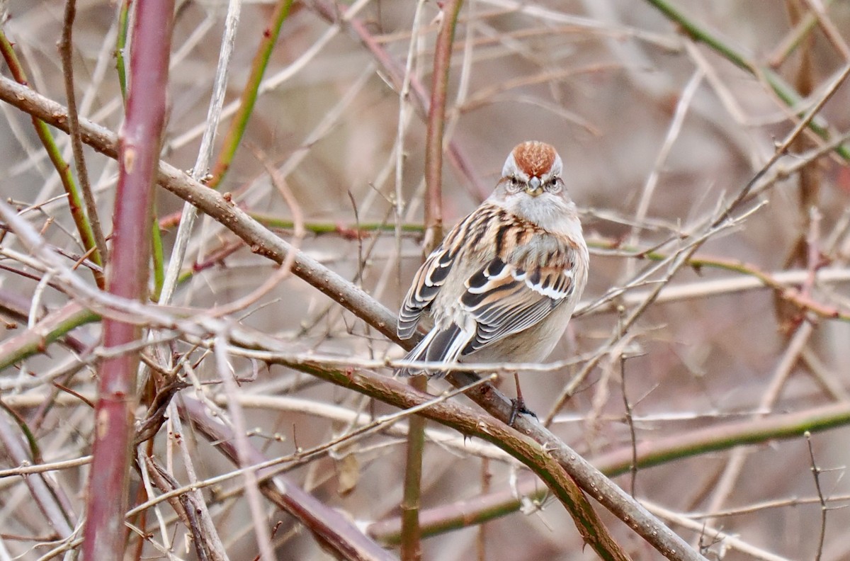 American Tree Sparrow - ML614228405