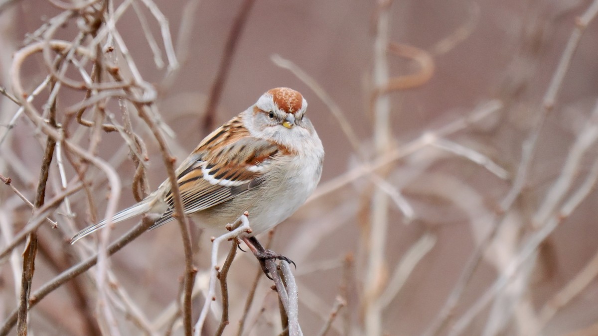 American Tree Sparrow - ML614228406