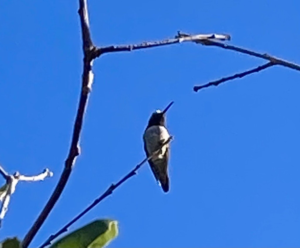 Anna's Hummingbird - ML614228412