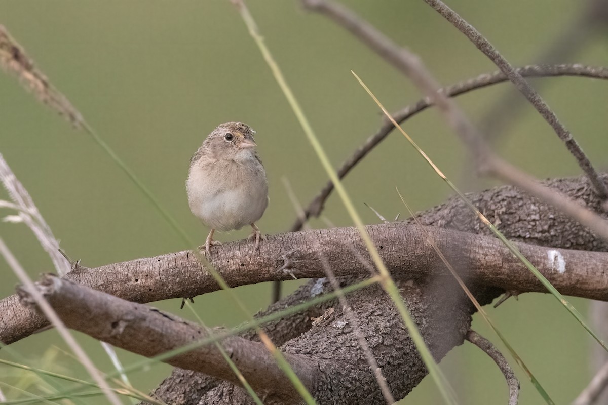 Grassland Sparrow - ML614228695