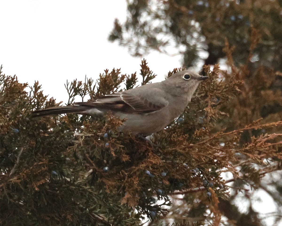 Townsend's Solitaire - ML614228755