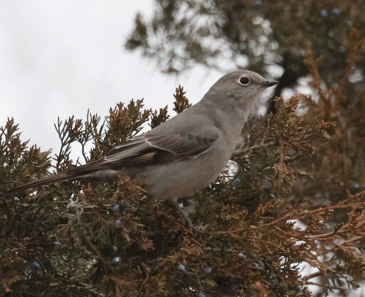 Townsend's Solitaire - ML614228760