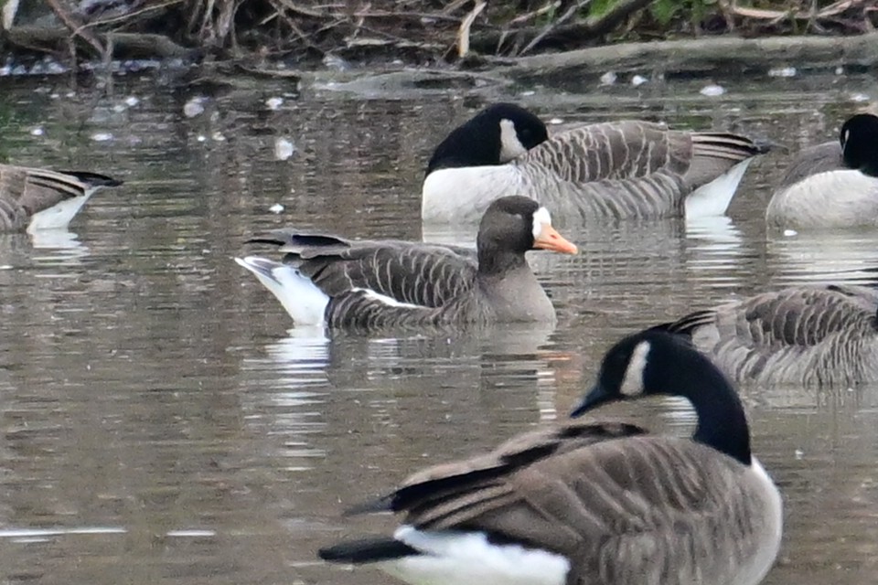 Greater White-fronted Goose - ML614228765