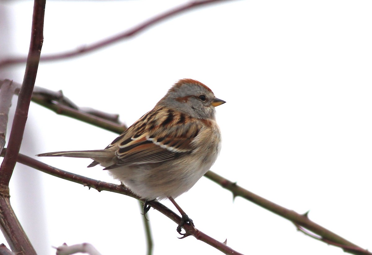American Tree Sparrow - ML614228898