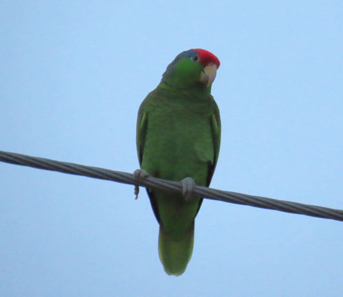 Red-crowned Parrot - ML614228926
