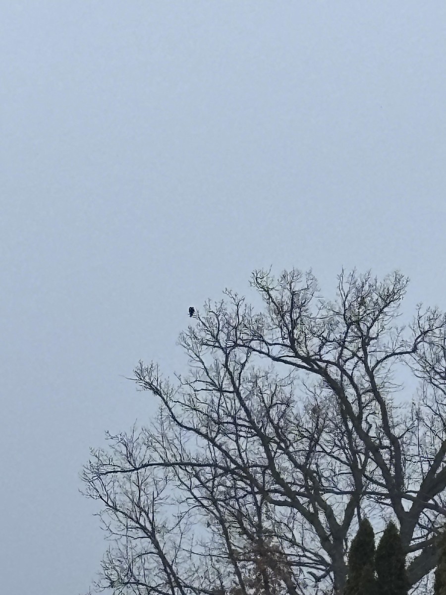 EBird Checklist 26 Jan 2024 Grantsburg 1 Species