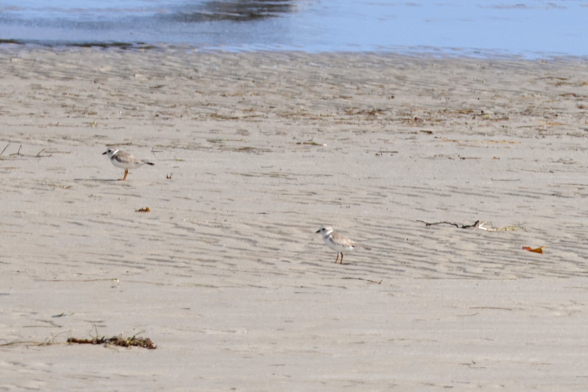 Piping Plover - ML614229412