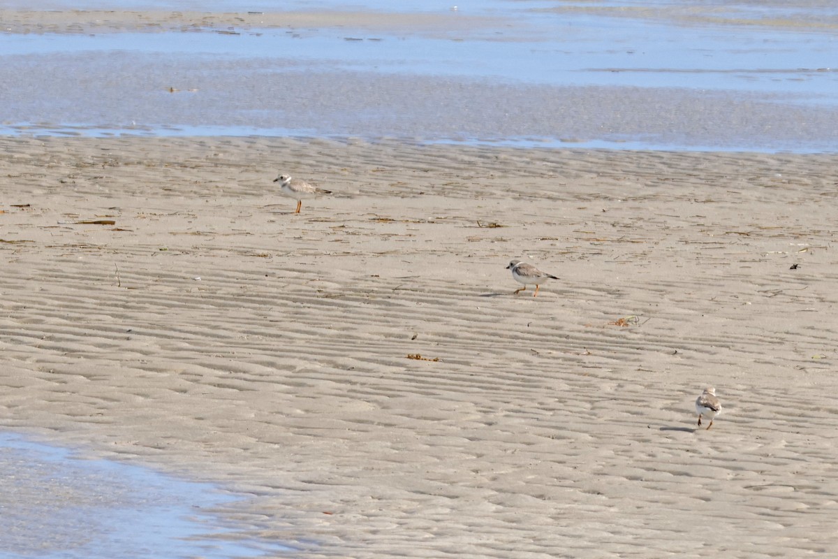 Piping Plover - ML614229413