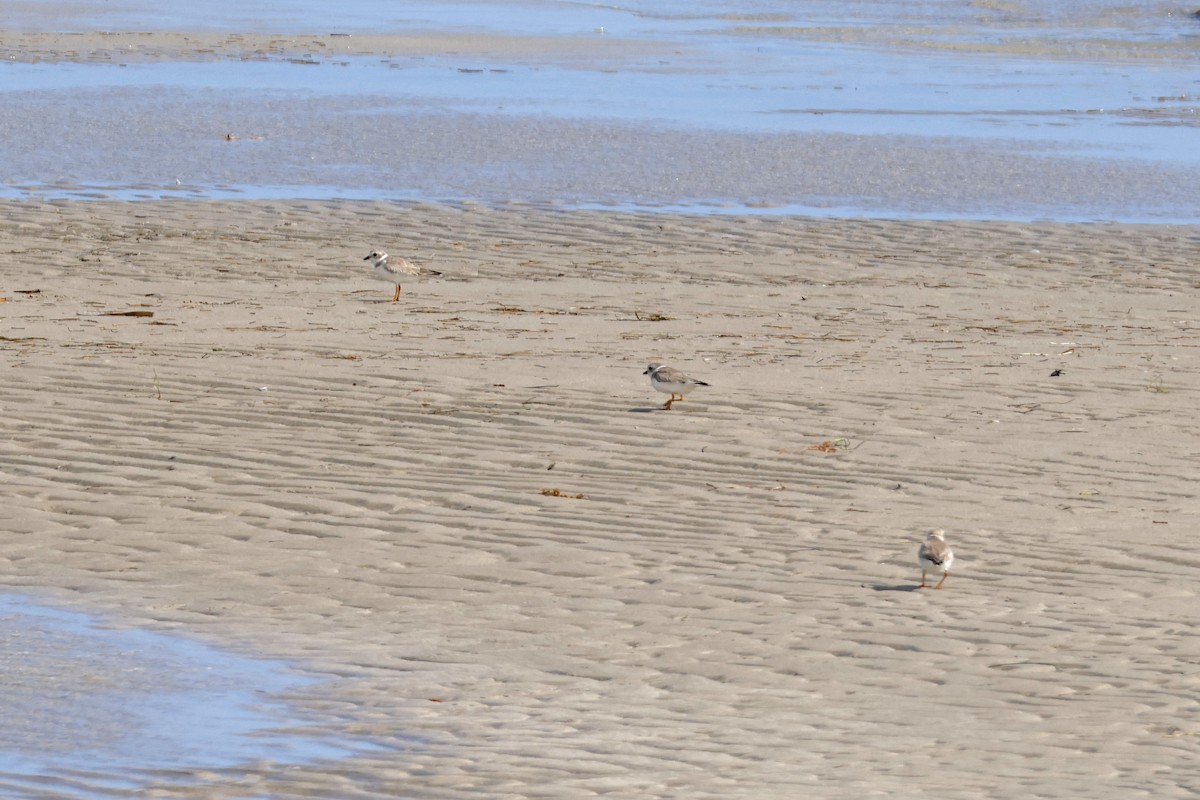 Piping Plover - ML614229414