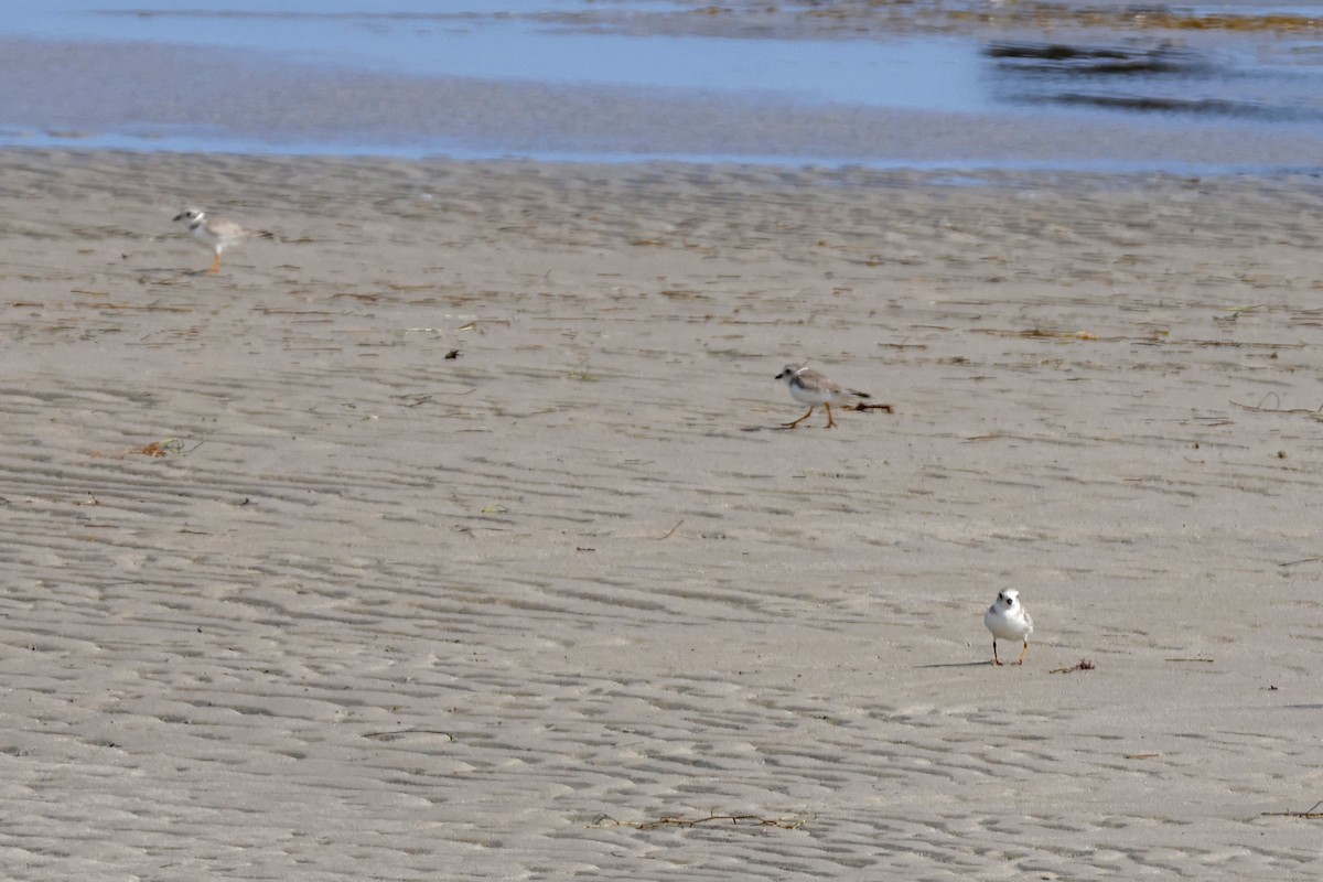 Piping Plover - ML614229415