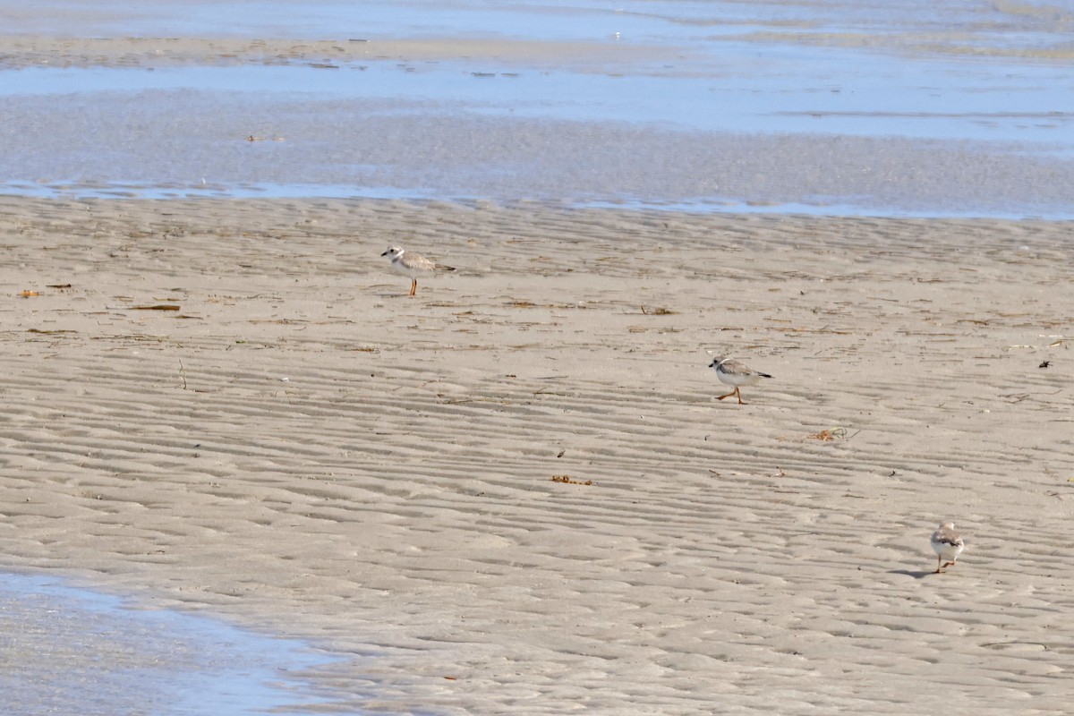 Piping Plover - ML614229416
