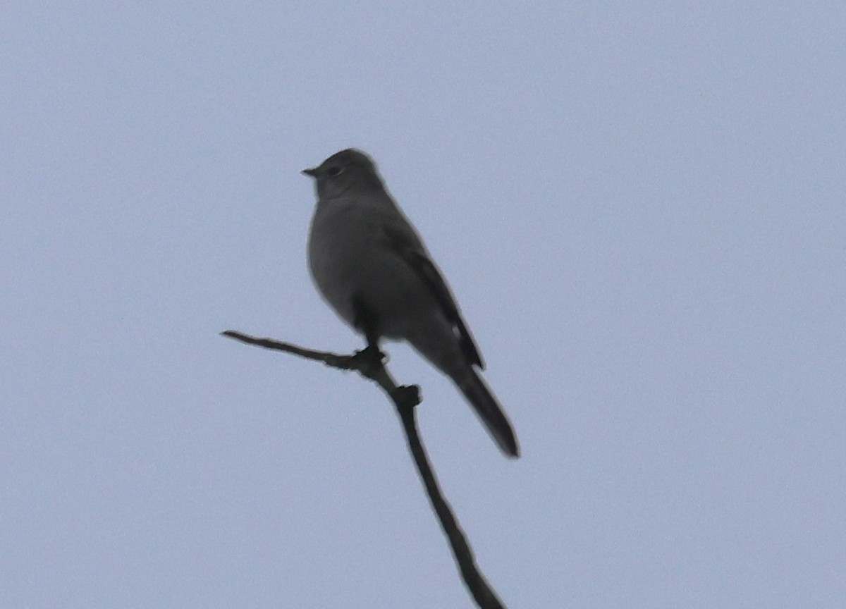 Townsend's Solitaire - ML614229480