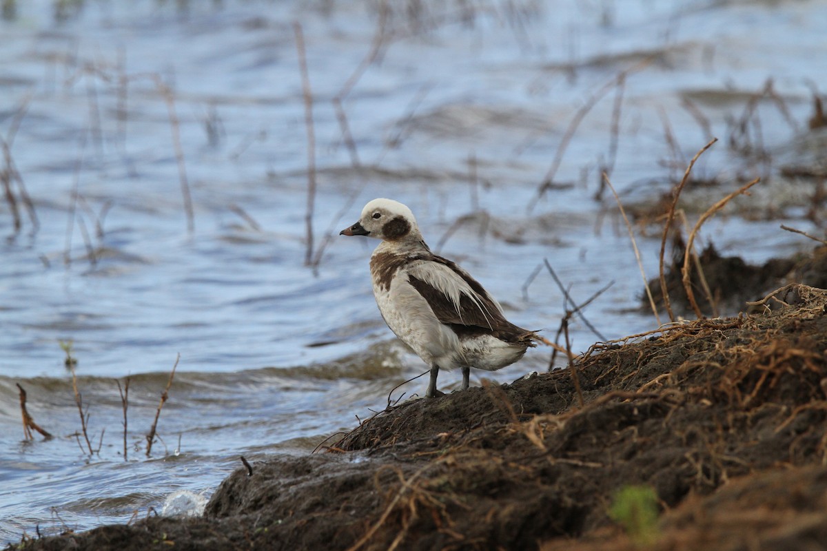 Long-tailed Duck - ML614229712