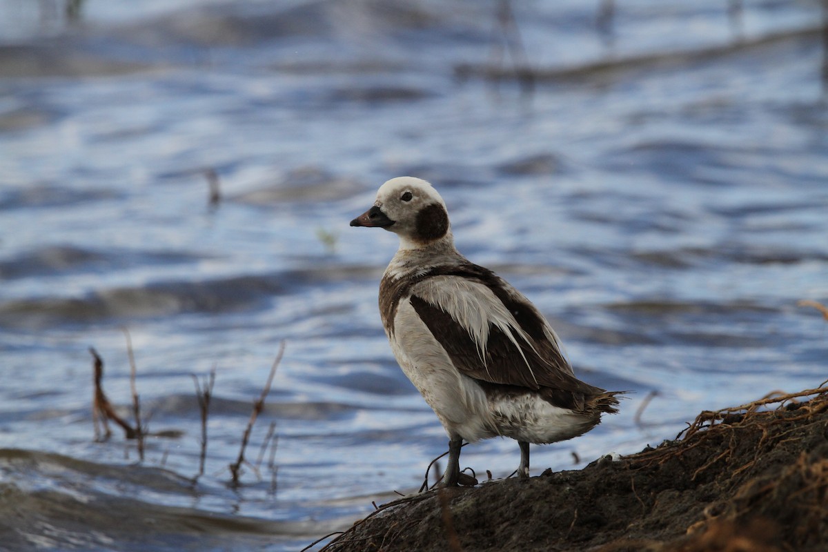Long-tailed Duck - ML614229713