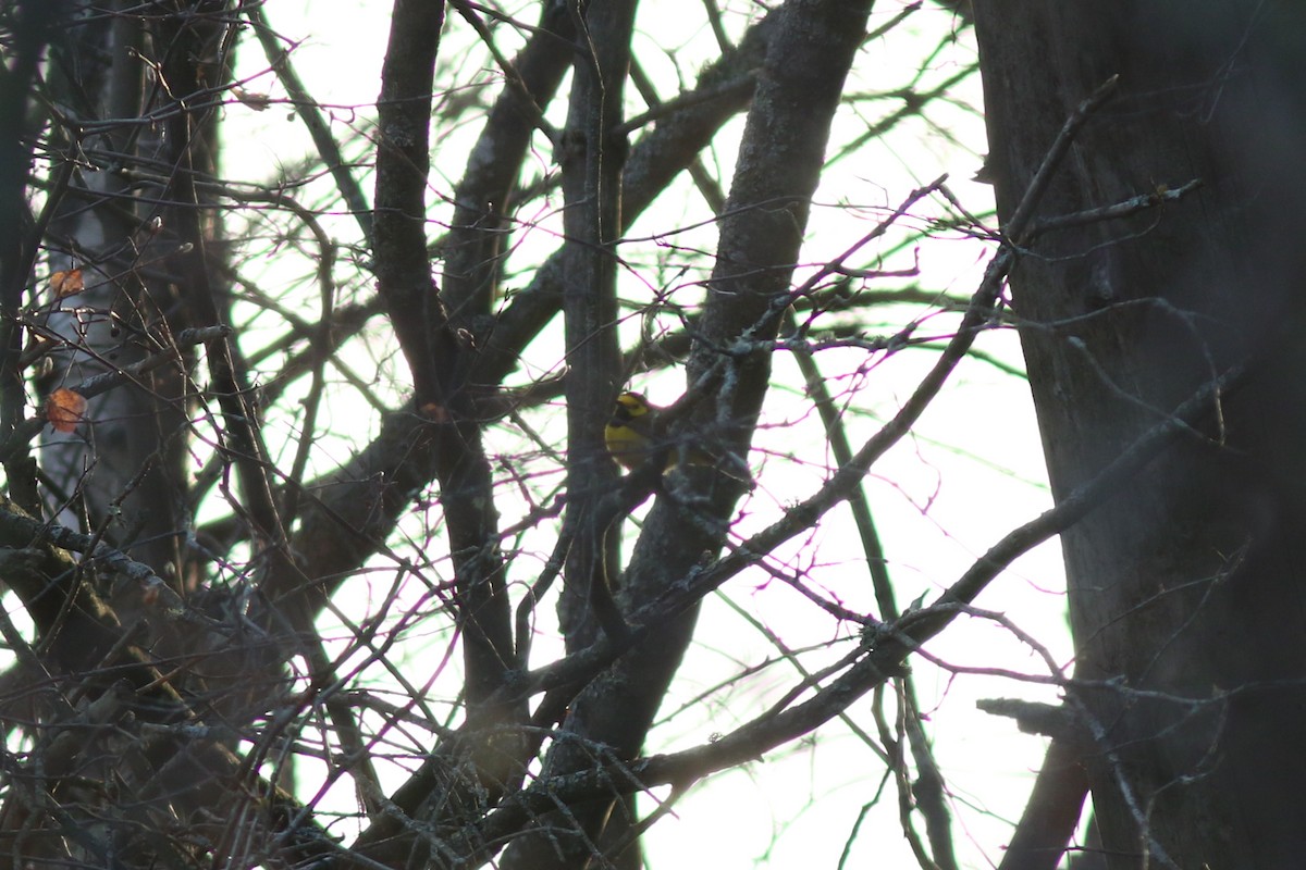 Hooded Warbler - ML614229715