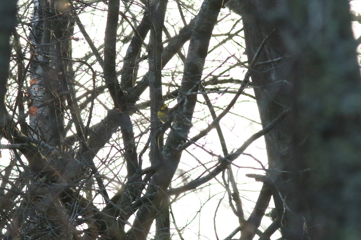 Hooded Warbler - ML614229716