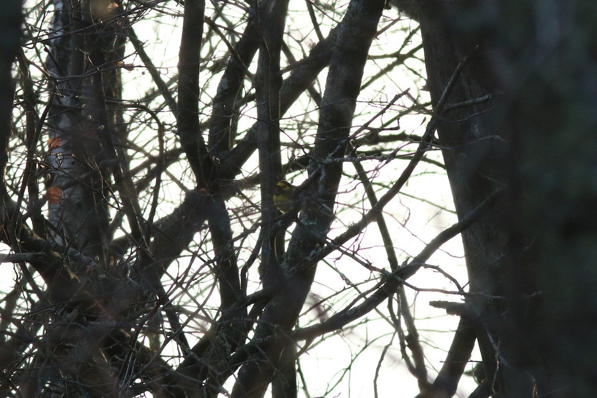 Hooded Warbler - ML614229718