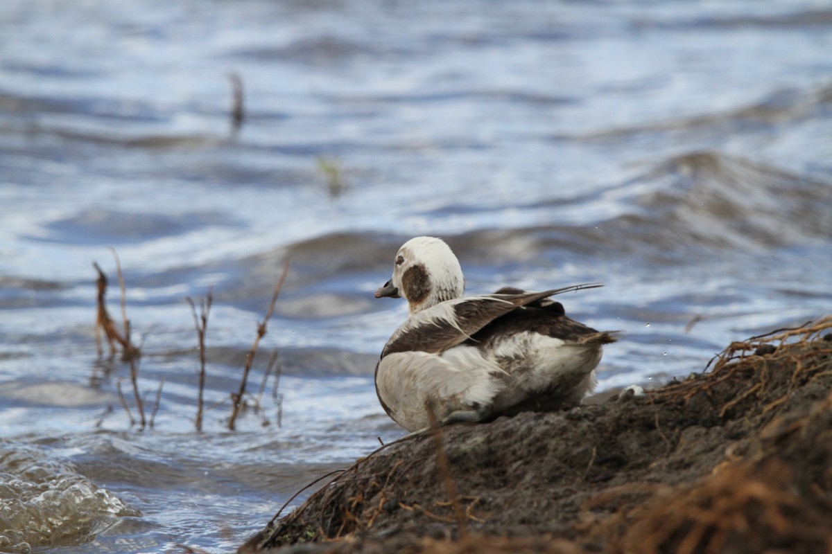 Long-tailed Duck - ML614229720