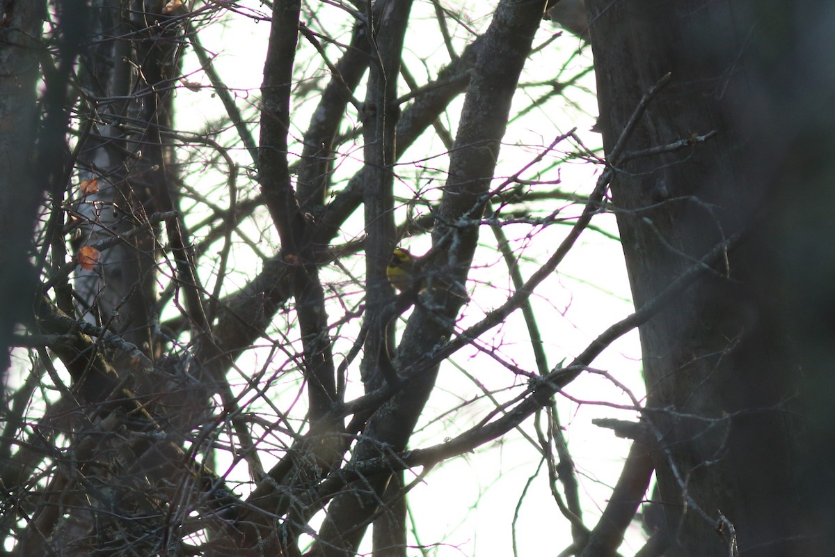 Hooded Warbler - ML614229723