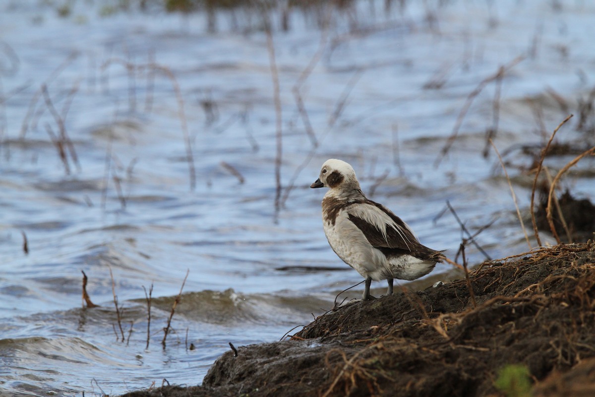 Long-tailed Duck - ML614229724