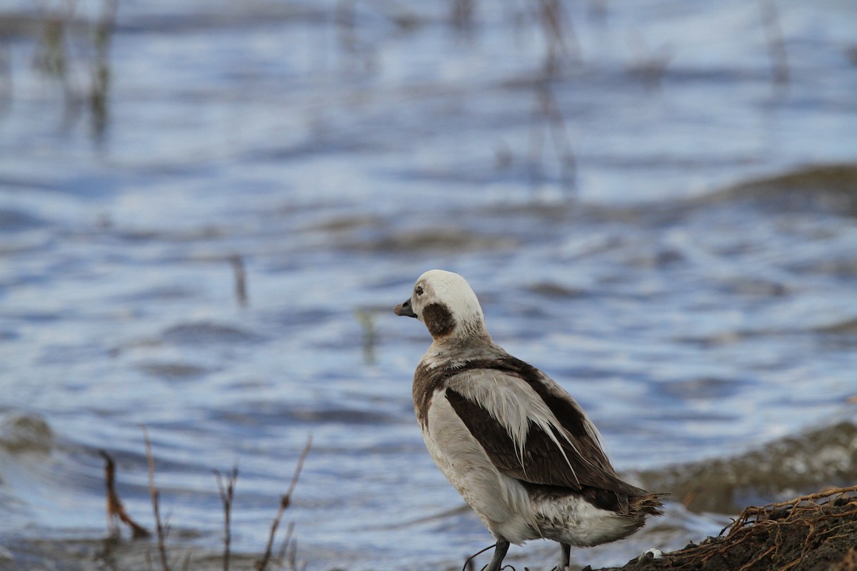Long-tailed Duck - ML614229729