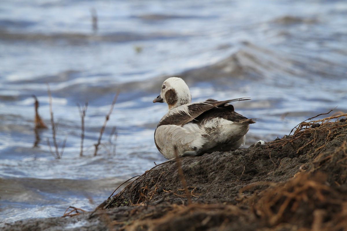 Long-tailed Duck - ML614229731