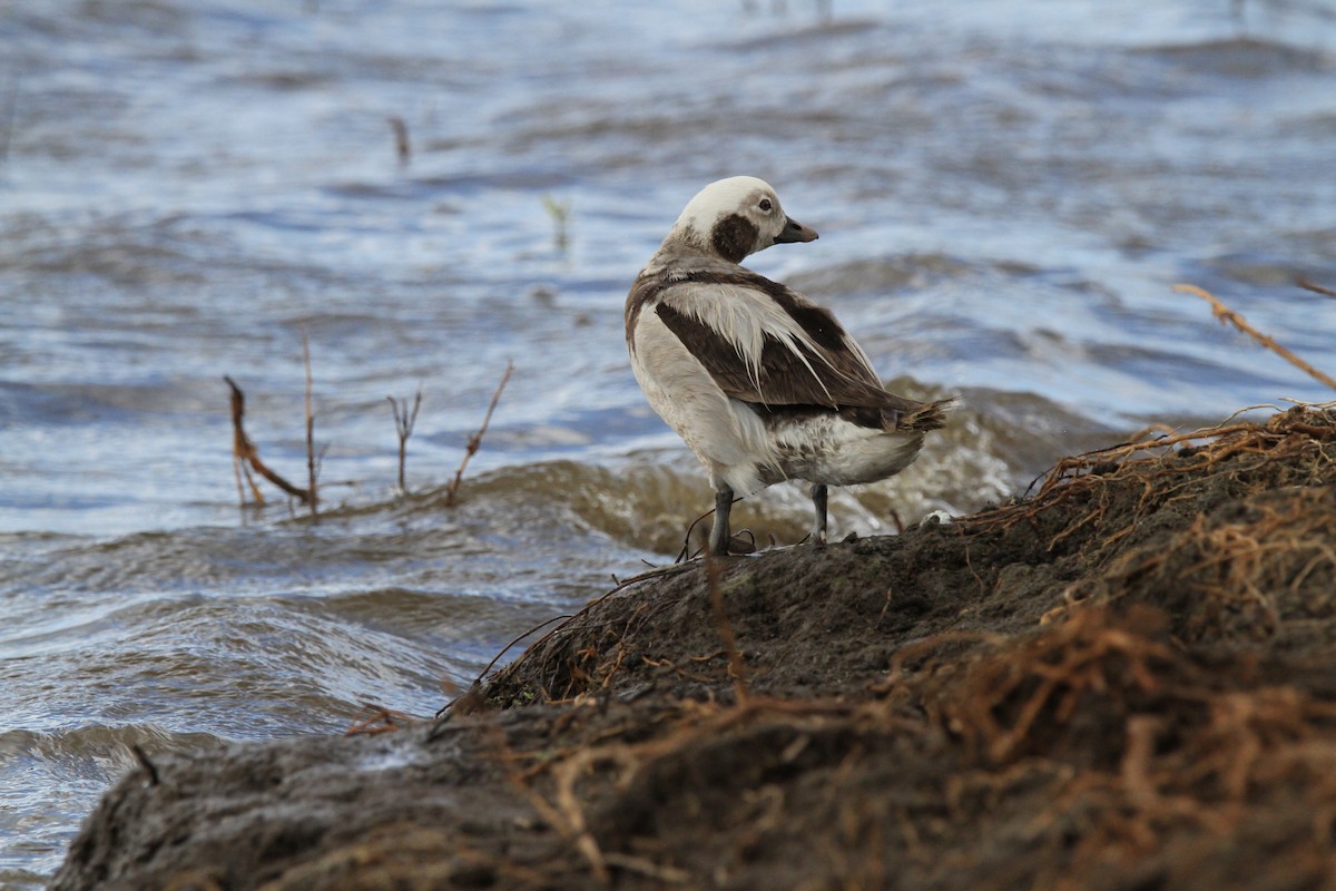 Long-tailed Duck - ML614229732