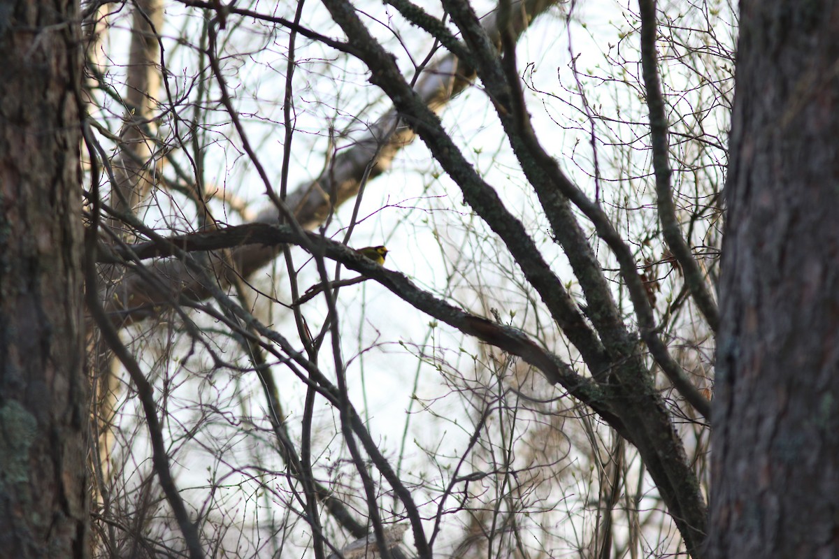 Hooded Warbler - ML614229733