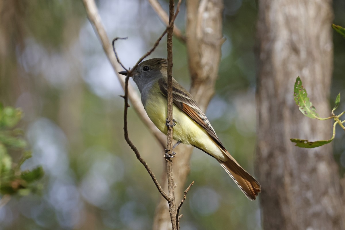 Great Crested Flycatcher - ML614229824