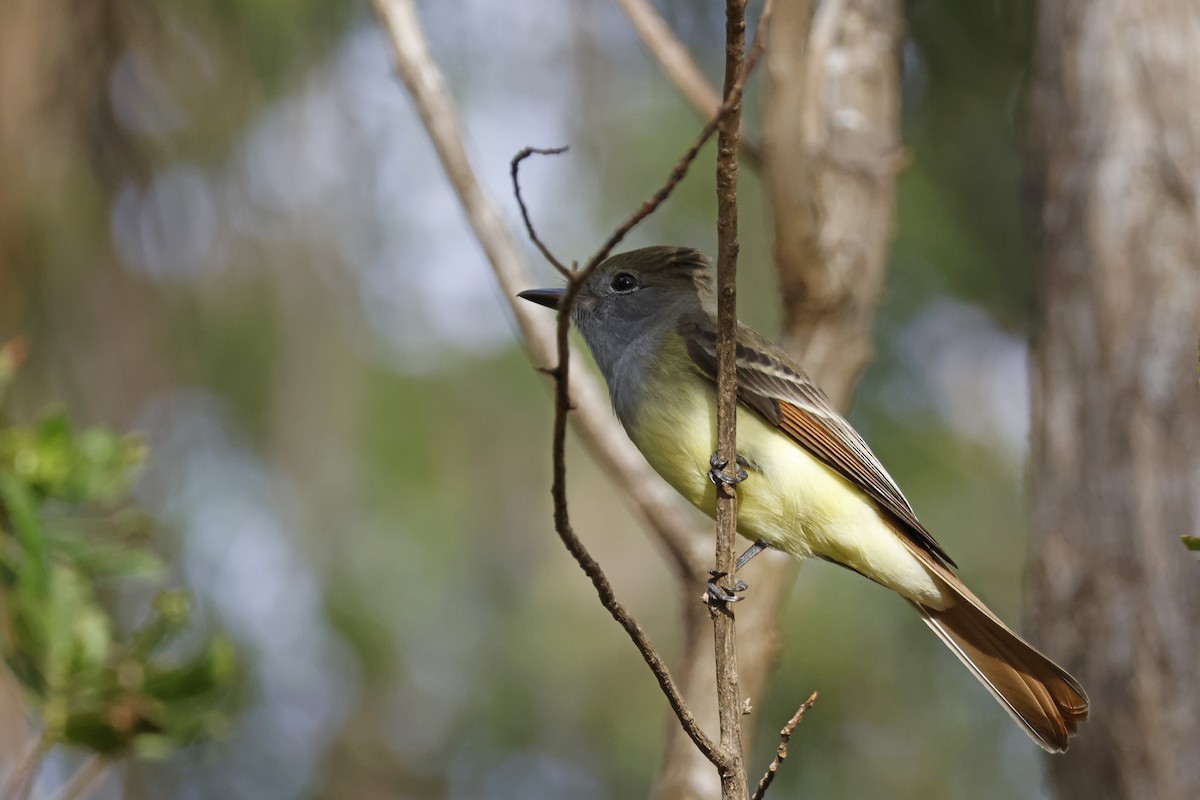 Great Crested Flycatcher - ML614229825