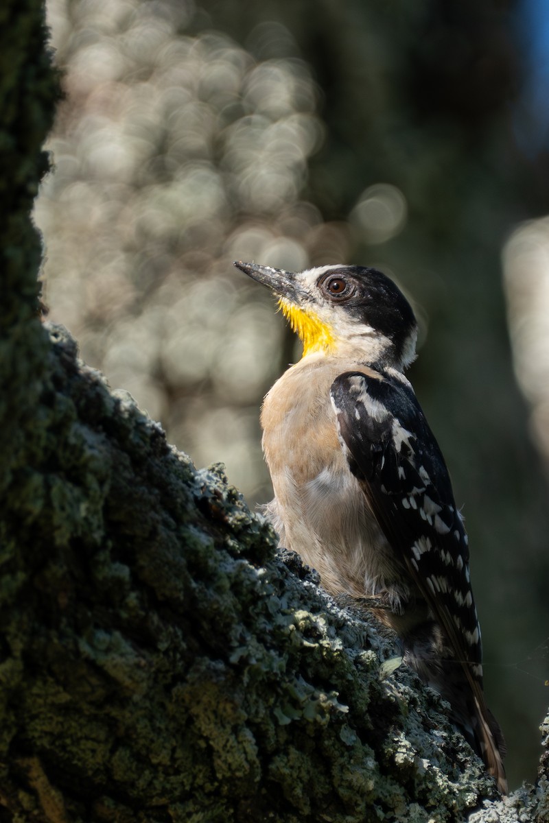 White-fronted Woodpecker - Tong Mu