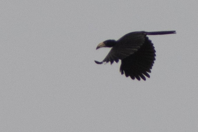 Congo Pied Hornbill - Volkan Donbaloglu