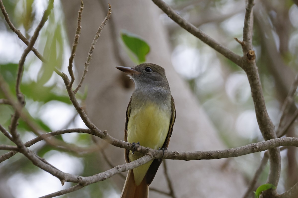 Great Crested Flycatcher - ML614230073