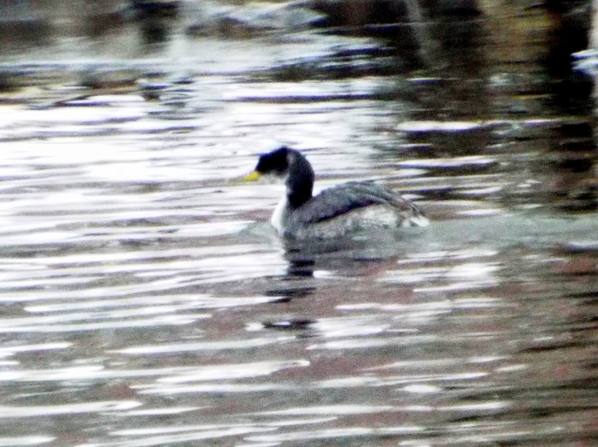 Red-necked Grebe - ML614230589