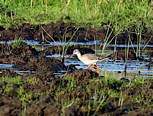 Spotted Redshank - ML614230701