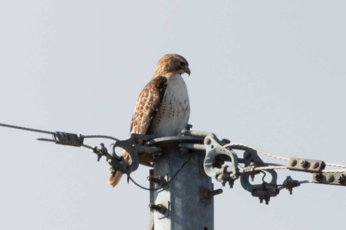 Red-tailed Hawk (borealis) - ML614230801