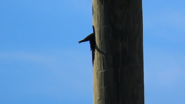 Pileated Woodpecker - ML614230978