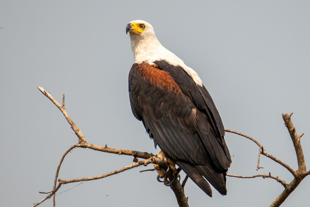 African Fish-Eagle - ML614231018