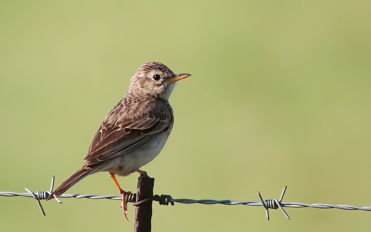 African Pipit (African) - ML614231024
