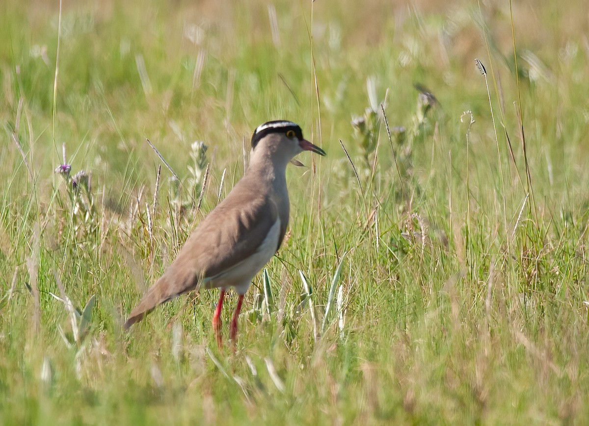 Crowned Lapwing - ML614231048